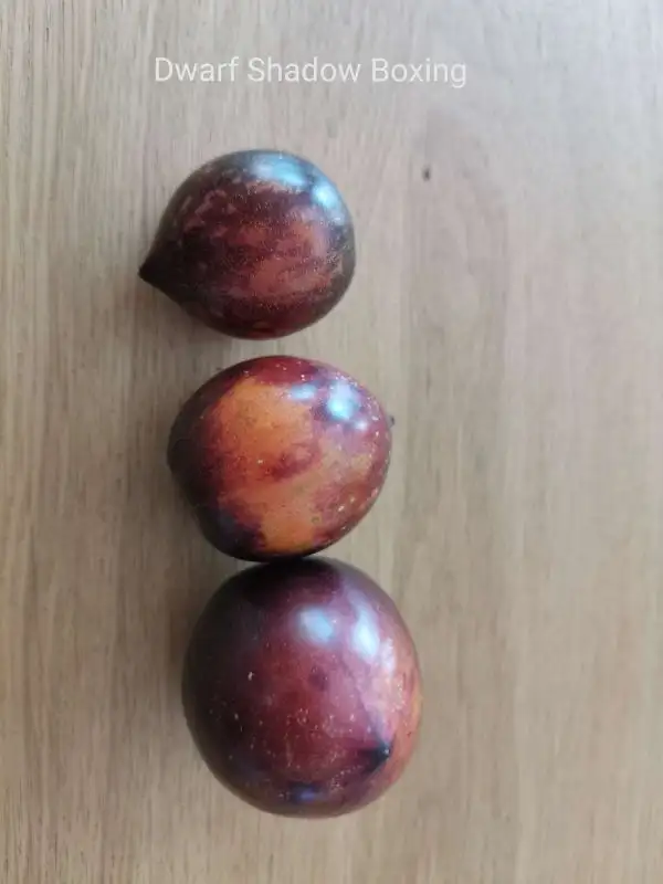 Tomaten: Dwarf Shadow Boxing