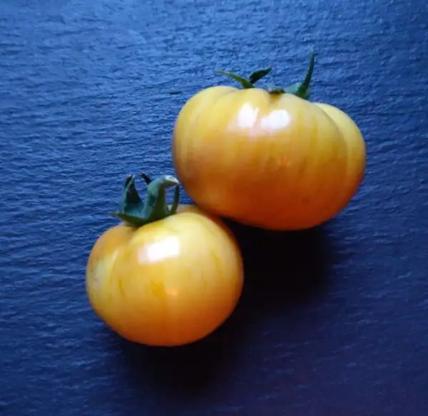 Tomaten: Dwarf Yellow Wax