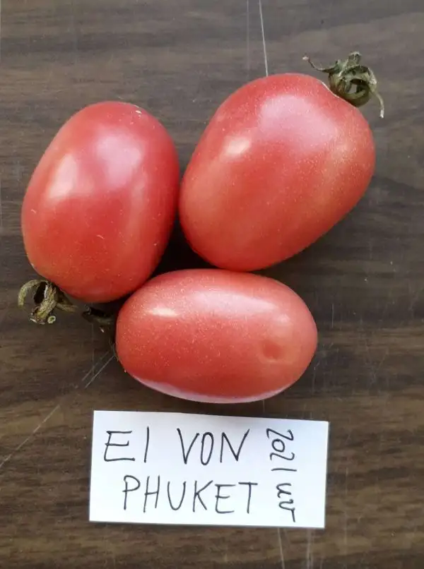 Tomaten: Ei von Phuket