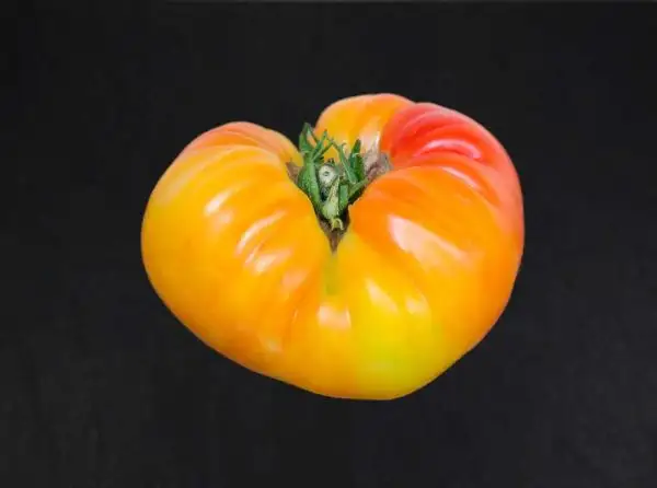 Tomaten: Eva’s Amish Stripe