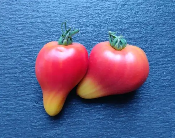 Tomaten: Freisinger Bärenherz