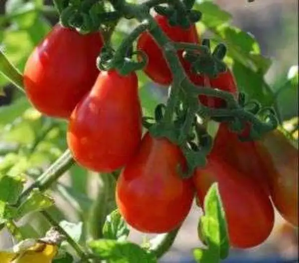 Tomaten: Freudenträne