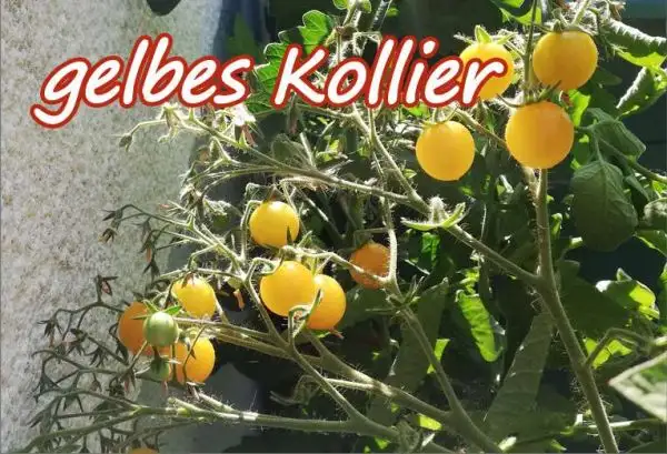 Tomaten: gelbes Kollier