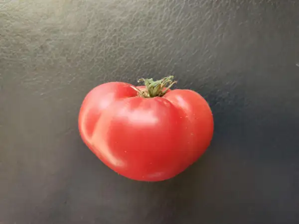 Tomaten: German Queen