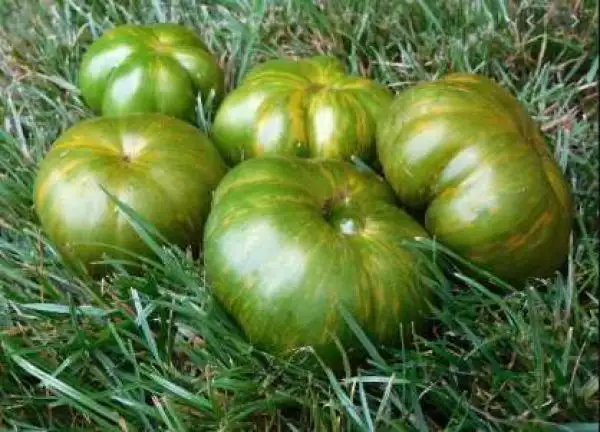 Tomaten: Glacial Zebra