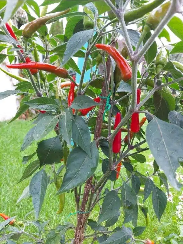 Chili / Paprika: Goats Weed