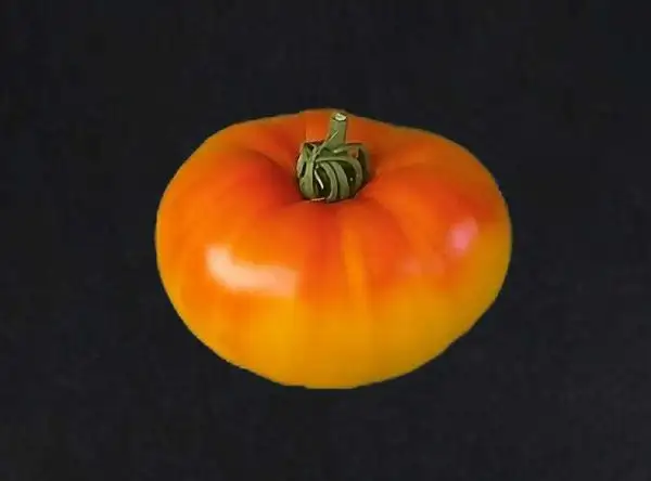 Tomaten: Gold Medal