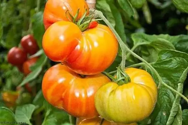 Tomaten: Golden Cherokee