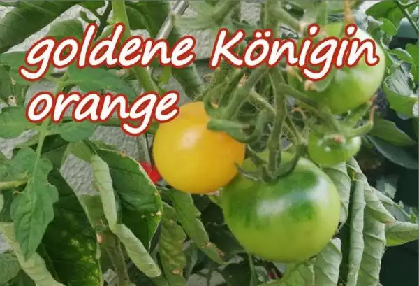 Tomaten: goldene Königin orange
