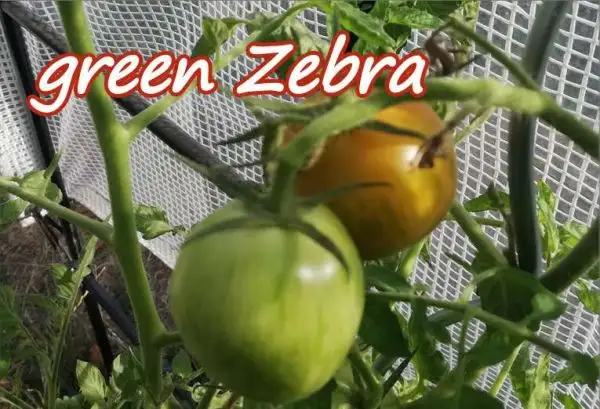 Tomaten: Green Zebra