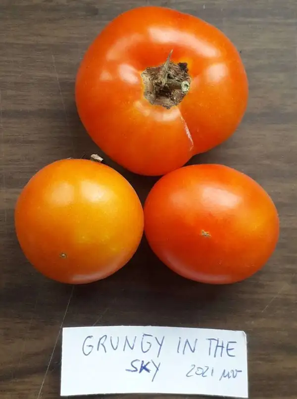 Tomaten: Grungy in the Sky
