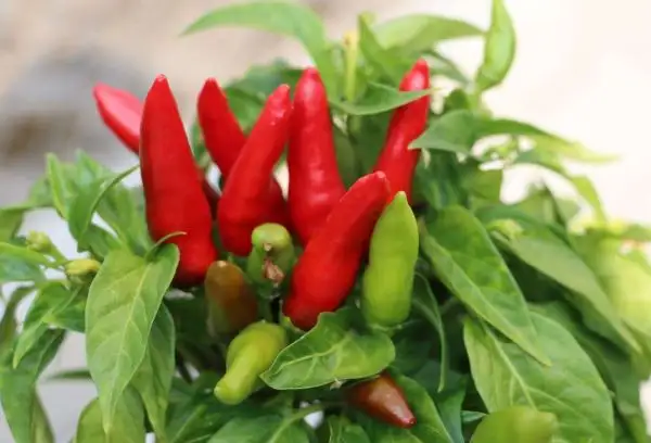 Chili / Paprika: Guarda Cielo