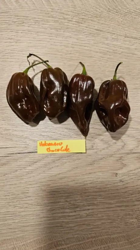 Chili / Paprika: Habanero Chocolate