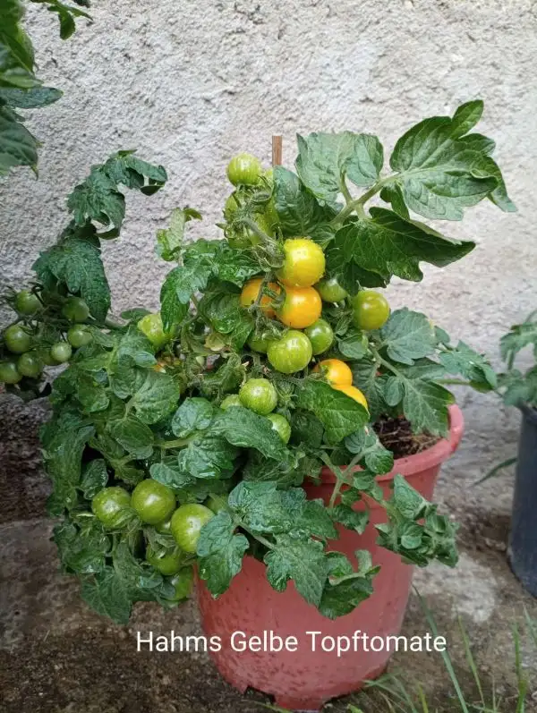 Tomaten: Hahms gelbe Topftomate