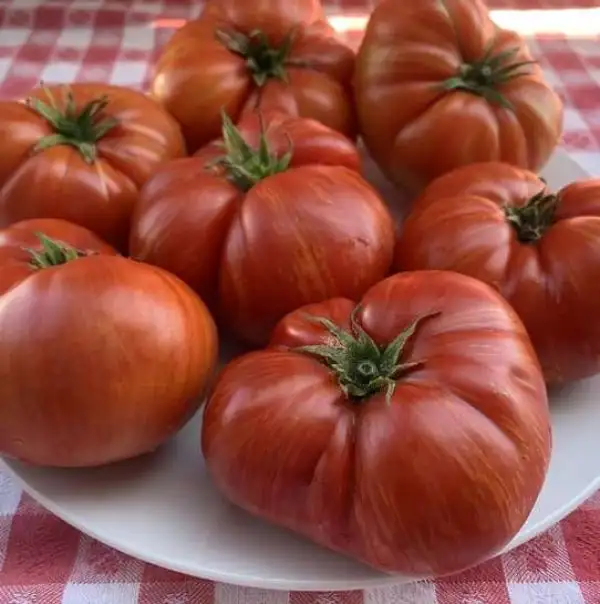 Tomaten: Hannah’s Prize