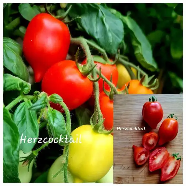 Tomaten: Herzcocktail
