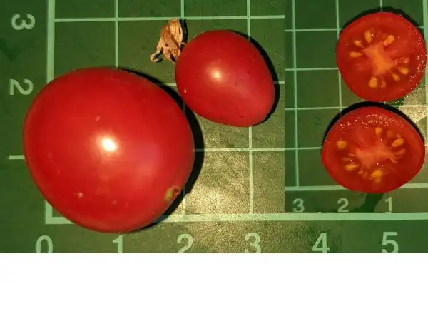 Tomaten: Himbeerrose