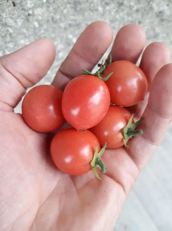 Tomaten: Himbeerrose