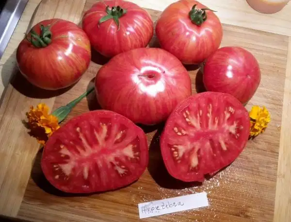 Tomaten: Hippie Zebra