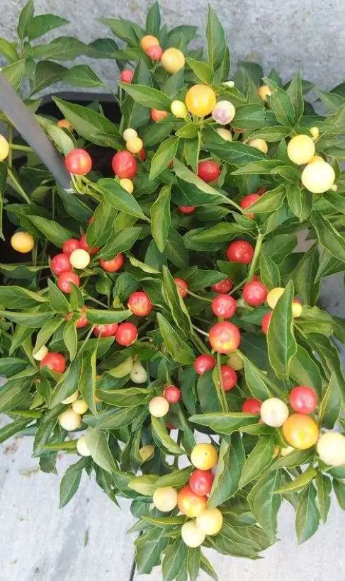 Chili / Paprika: Holiday Time