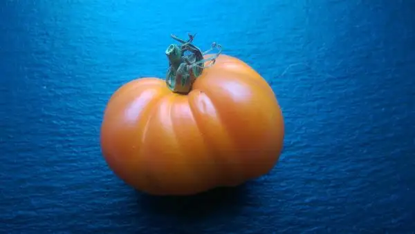 Tomaten: Honigsüßer Erlöser
