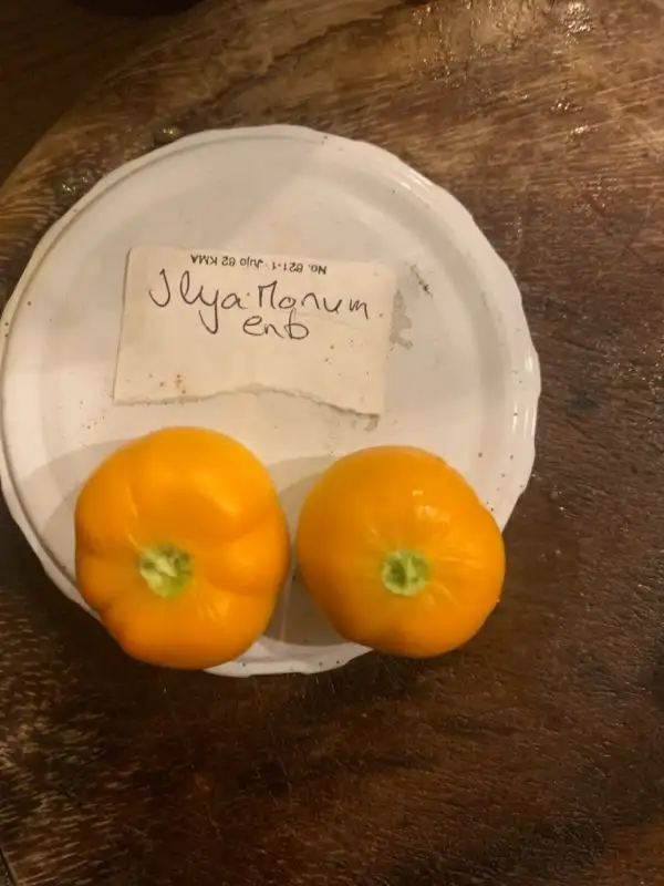 Tomaten: Ilya monuments