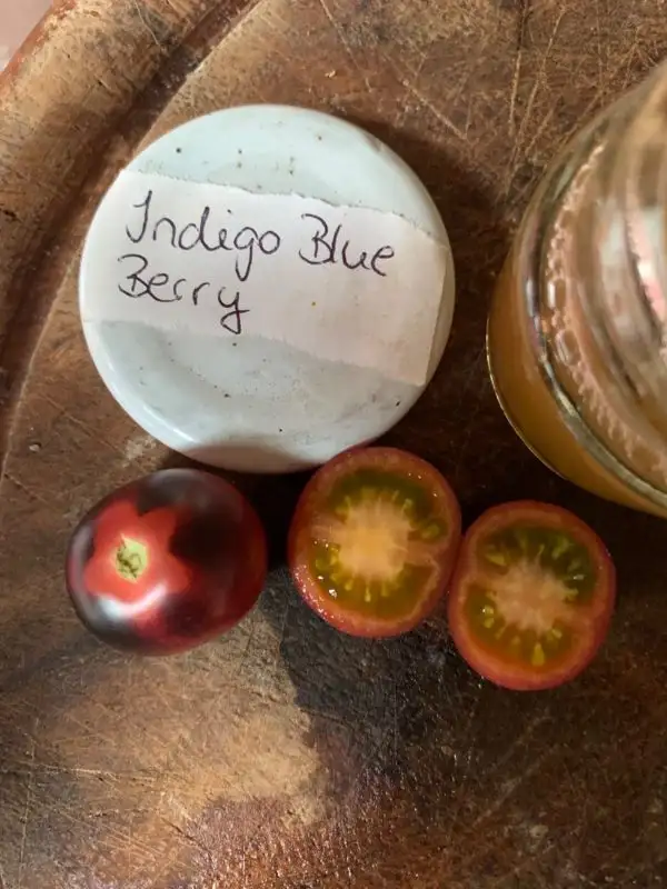 Tomaten: Indigo Blue berry