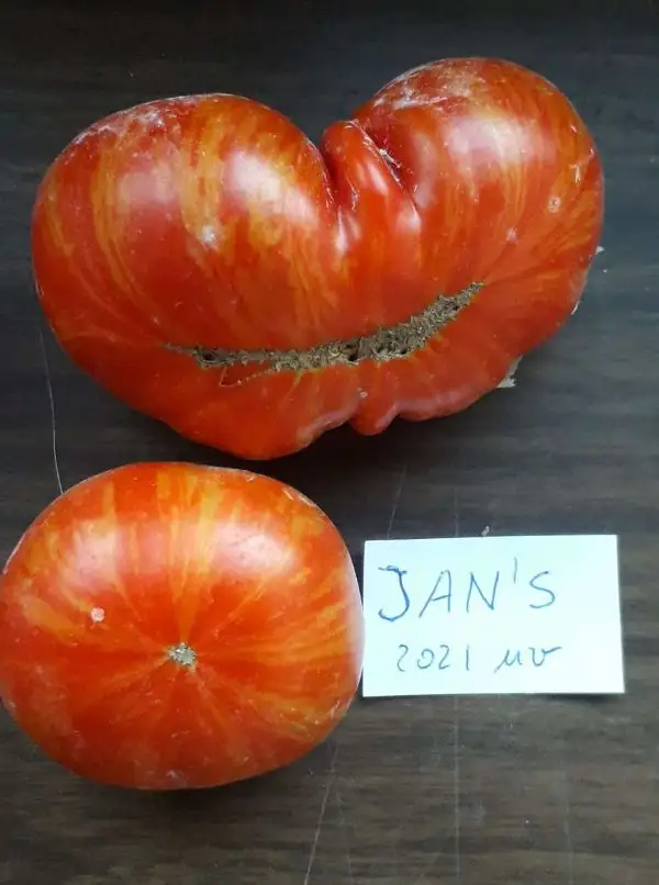 Tomaten: Jan