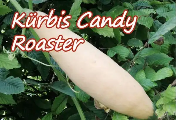 Kürbisse: Kürbis Candy Roaster