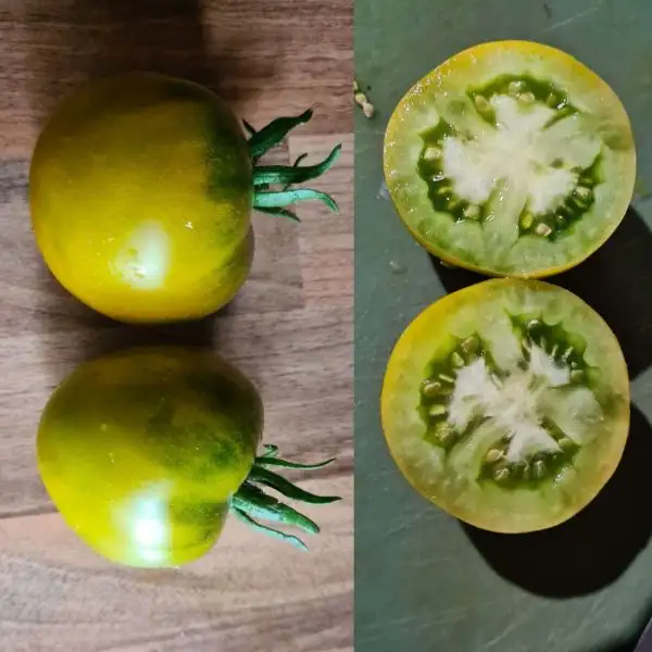 Tomaten: Kangaroo Green Paw Dwarf