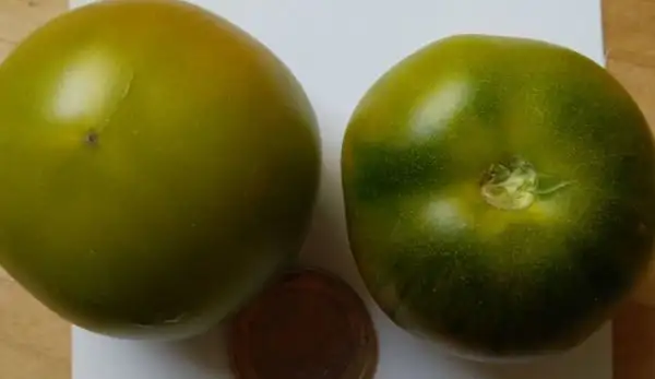 Tomaten: Kangaroo Paw green Dwarf (2021)