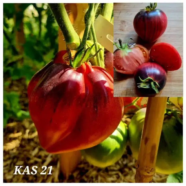 Tomaten: KAS 21