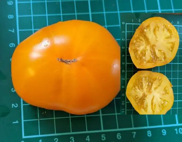 Tomaten: Kasachische Gelbe