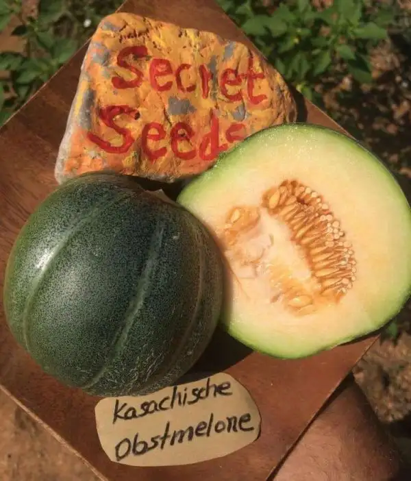 Melonen: Kasachische Obstmelone