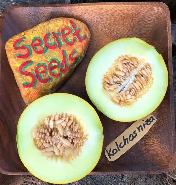 Melonen: Kolchosniza Melone