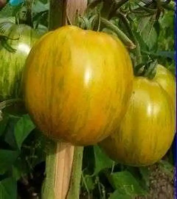 Tomaten: Kozula 179