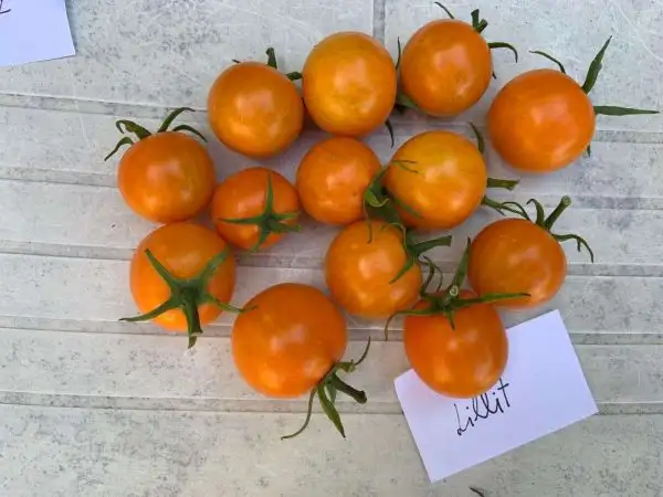 Tomaten: Lillit