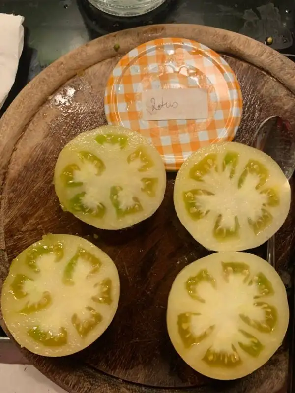 Tomaten: Lotus