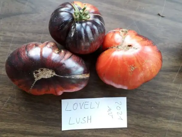 Tomaten: Lovely Lush