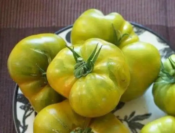 Tomaten: Malachitowaja Schkatulka