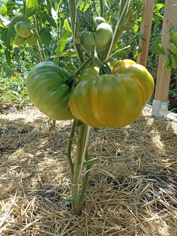 Tomaten: Marcy Mystery bicolor