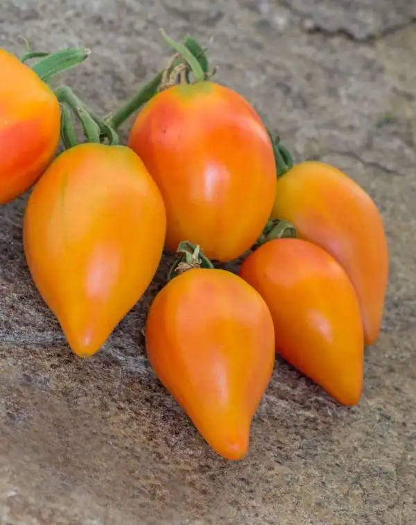 Tomaten: Marina’s Praise