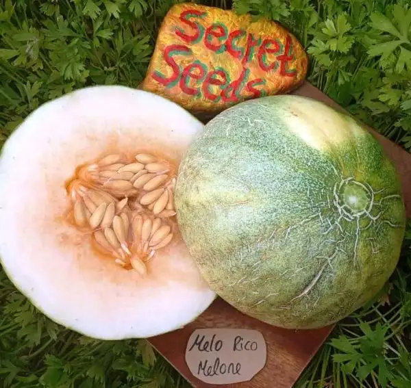 Melonen: Melo Rico Melone