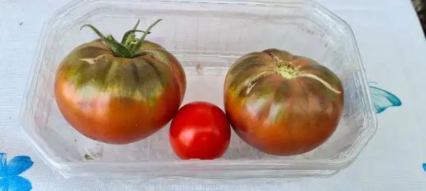 Tomaten: Mexikanische Honigtomate/Zuckertraube