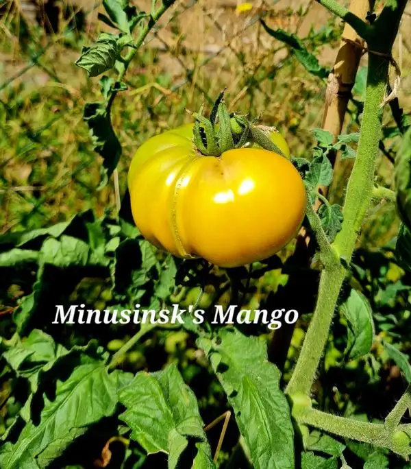 Tomaten: Minusinsk