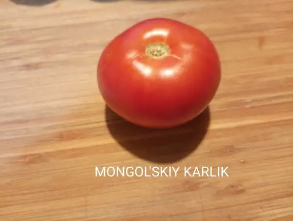 Tomaten: Mongol