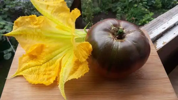 Tomaten: Nairobi Nights