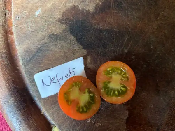 Tomaten: Nefreti
