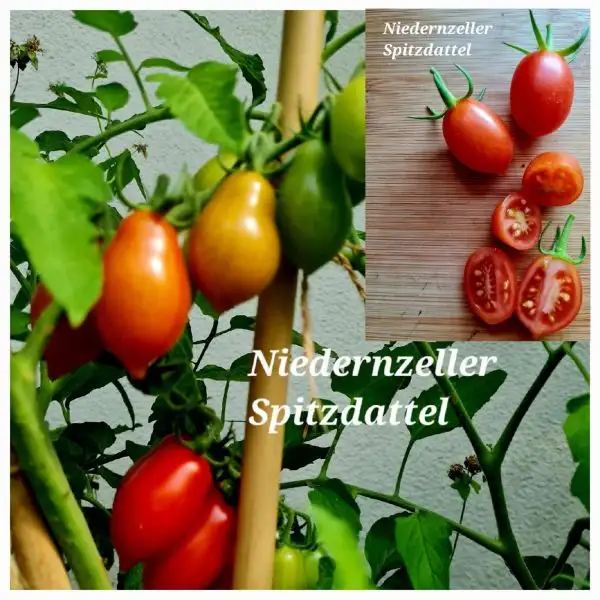 Tomaten: Niedernzeller Spitzdattel