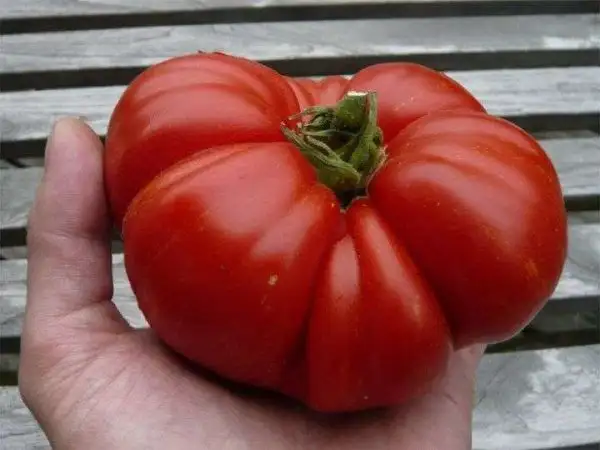 Tomaten: Nonna Antonina